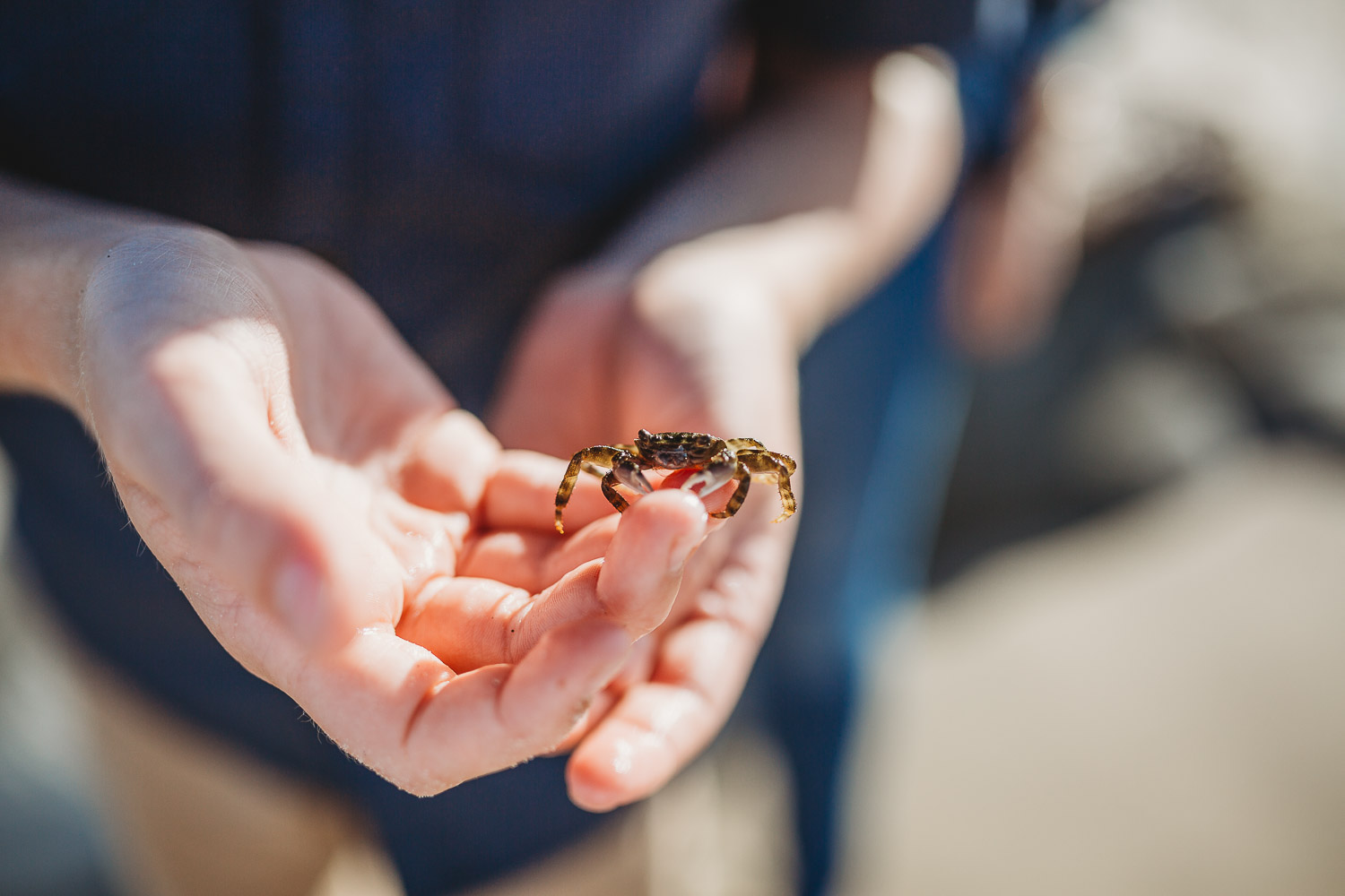 Boy holding crab